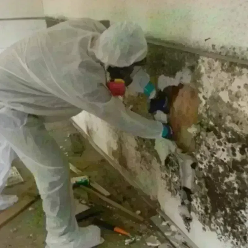 Mold Remediation and Removal in Bridgeport, NE